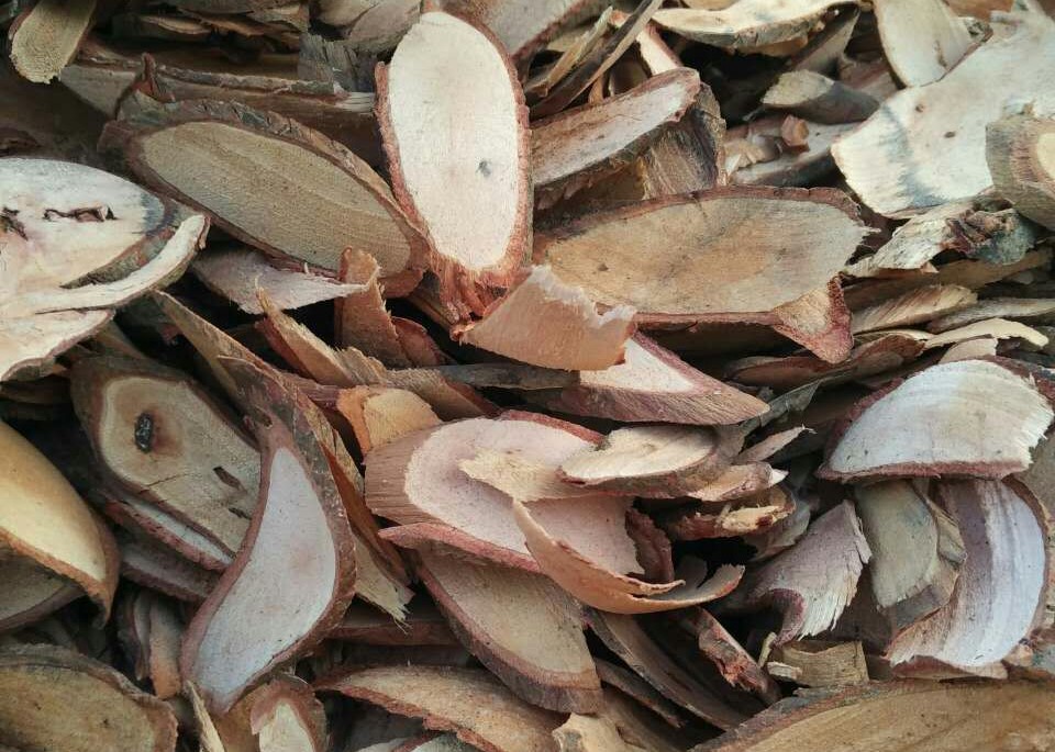 白飯樹(shù)根 白飯樹(shù)根