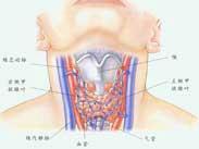 甲狀腺結(jié)核 甲狀腺結(jié)核